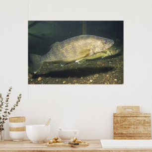 Walleye im Tank-Foto Poster