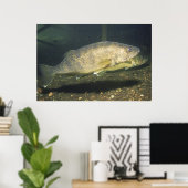 Walleye im Tank-Foto Poster (Heimbüro)