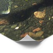 Walleye in Tank Print Poster (Ecke)