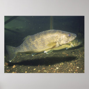 Walleye in Tank Print Poster