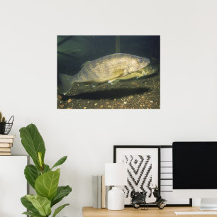 Walleye in Tank Print Poster