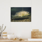 Walleye in Tank Print Poster (Küche)