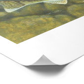 Walleye-Malereiplakat Poster (Ecke)