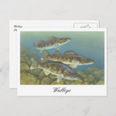 Walleye Painting Postcard Postkarte (Vorne/Hinten)