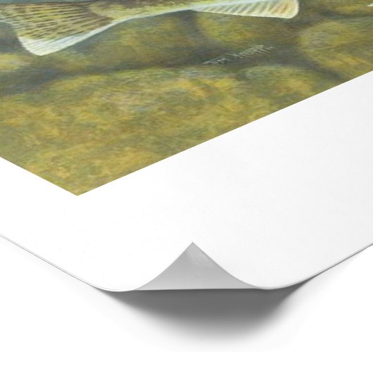 Walleye Painting Poster (Ecke)