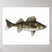 Walleye Poster (Vorne)