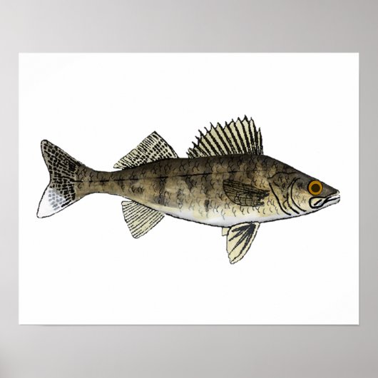 Walleye Poster (Vorne)