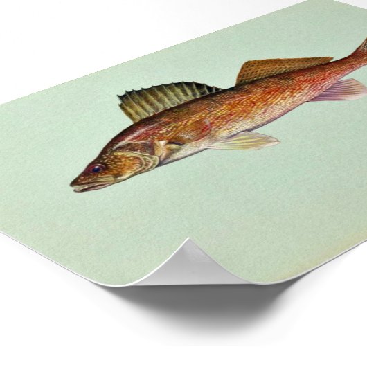 Walleye Poster (Ecke)