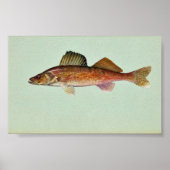 Walleye Poster (Vorne)
