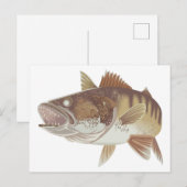 Walleye Postkarte (Vorne/Hinten)