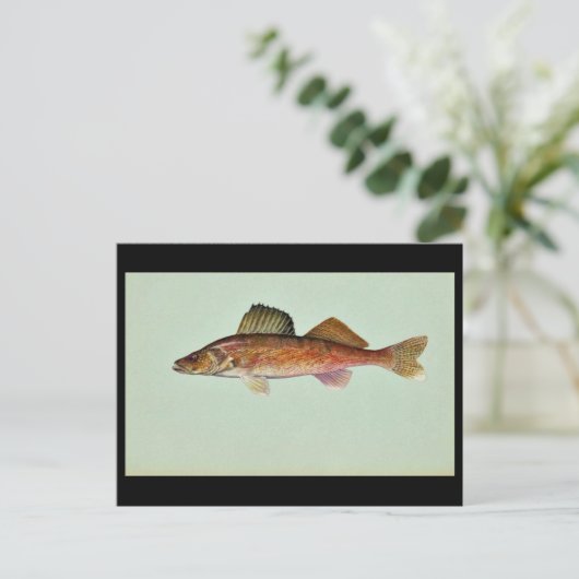 Walleye Postkarte (Stehend Vorderseite)
