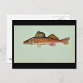 Walleye Postkarte (Vorne/Hinten)