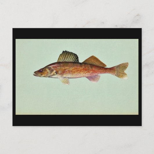 Walleye Postkarte (Vorderseite)