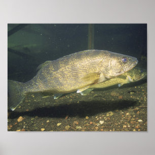 Walleye schwimmende Fische in Tank Small Poster