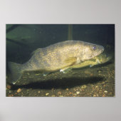 Walleye schwimmende Fische in Tank Small Poster (Vorne)