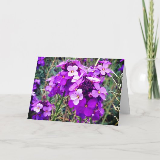 Wallflower Bowles Mauve #1-2 Card Karte (Vorderseite)