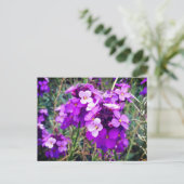 Wallflower Bowles Mauve #1 Postcard Postkarte (Stehend Vorderseite)
