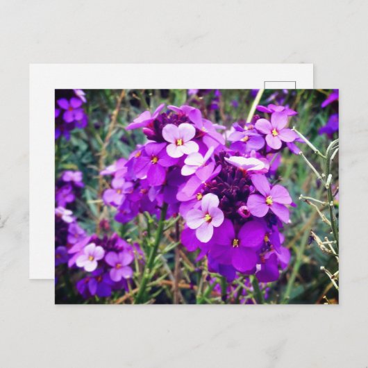 Wallflower Bowles Mauve #1 Postcard Postkarte (Vorne/Hinten)