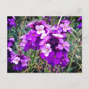 Wallflower Bowles Mauve #1 Postcard Postkarte