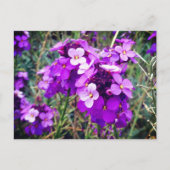 Wallflower Bowles Mauve #1 Postcard Postkarte (Vorderseite)
