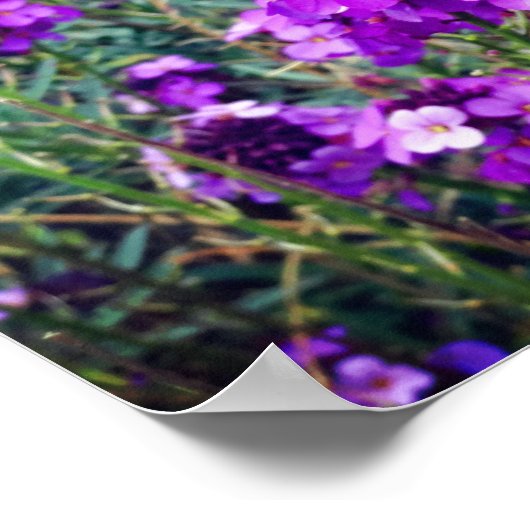 Wallflower Bowles Mauve #1 Poster (Ecke)