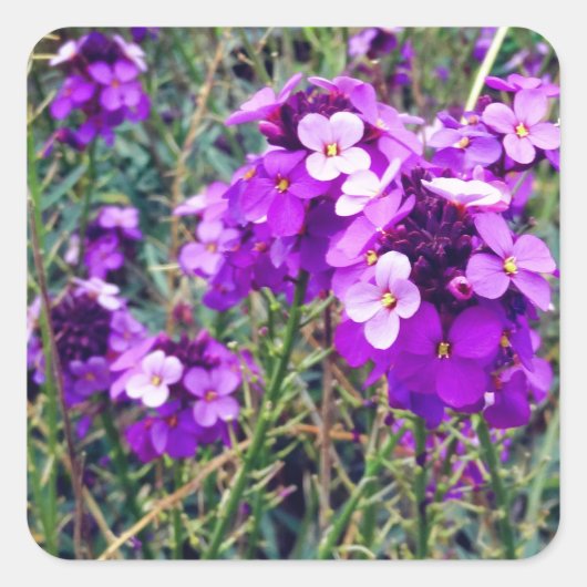 Wallflower Bowles Mauve #1 Stickers (Vorderseite)