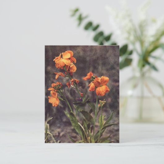 Wallflower-Wildblume Postkarte (Stehend Vorderseite)