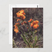 Wallflower-Wildblume Postkarte (Vorne/Hinten)