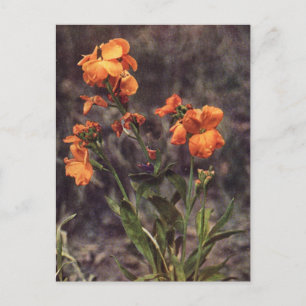 Wallflower-Wildblume Postkarte