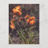 Wallflower-Wildblume Postkarte (Vorderseite)
