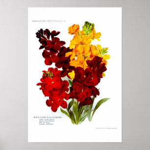 Wallflowers Poster