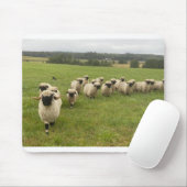 Wallis Black Nose Sheep Mousepad (Mit Mouse)
