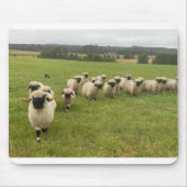 Wallis Black Nose Sheep Mousepad (Vorne)