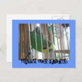 Wallis der Budgie! Postkarte (Vorne/Hinten)