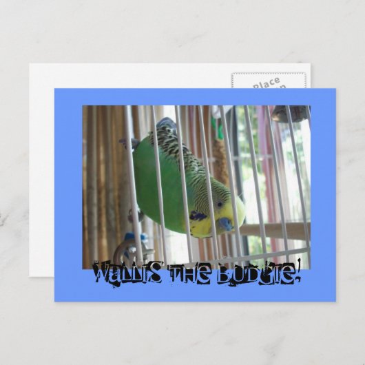 Wallis der Budgie! Postkarte (Vorne/Hinten)