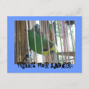 Wallis der Budgie! Postkarte