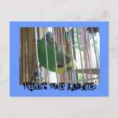 Wallis der Budgie! Postkarte (Vorderseite)