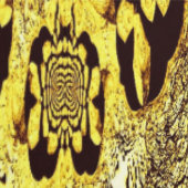 Wallpaper - Saffron Swirl & Midnight Whispers Tapete (Naht)