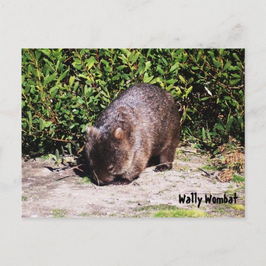 Wally Wombat Postcard Postkarte (Vorderseite)