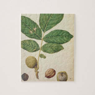 Walnuss, c.1568 (w/c auf Papier) Puzzle