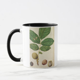 Walnuss, c.1568 (w/c auf Papier) Tasse