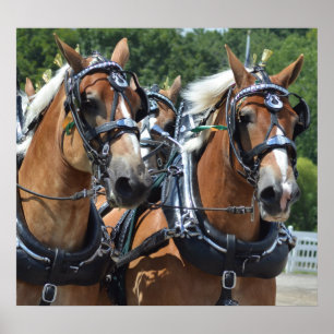 Walnuss-Hügel-Wagen, der Pferdeshow fährt Poster