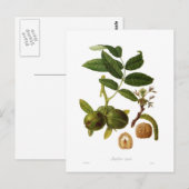 Walnuss Postkarte (Vorne/Hinten)