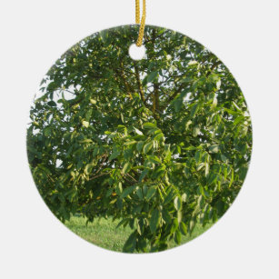 Walnussbaum mit unreifen grünen Nüssen Keramik Ornament