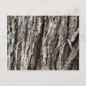 Walnussbaumrinde Postkarte (Vorderseite)
