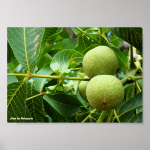 Walnüsse im grünen Laub Poster