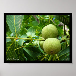 Walnüsse im grünen Laub Poster