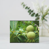 Walnüsse im grünen Laub Postkarte (Stehend Vorderseite)