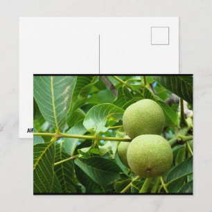 Walnüsse im grünen Laub Postkarte