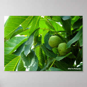 Walnüsse in grünem beleuchtetem Laub Poster